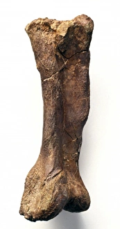 Hadrosauriformes Collection: Iguanodon metatarsal