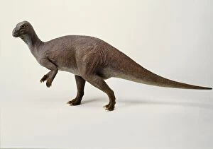 Hadrosauriformes Collection: Iguanodon model, 1990s