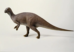 Euornithopoda Collection: Iguanodon model, 1990s