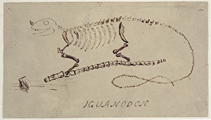 Euornithopoda Collection: Iguanodon reconstruction by Gideon Mantell