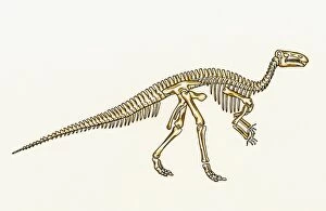 Cretaceous Period Collection: Iguanodon skeleton
