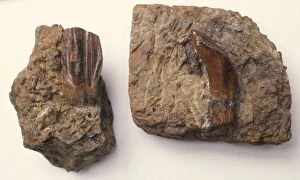 Iguanodon Collection: Iguanodon teeth