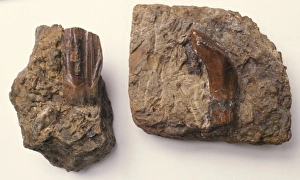 Hadrosauriformes Collection: Iguanodon teeth