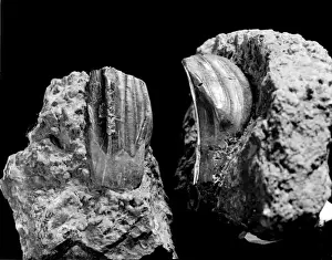 Iguanodon teeth