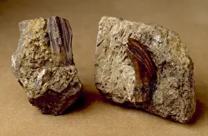 Iguanodon teeth
