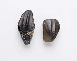 Iguanodon teeth