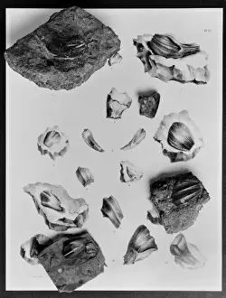 Iguanodon teeth