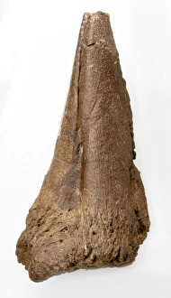 Hadrosauriformes Collection: Iguanodon thumb spike