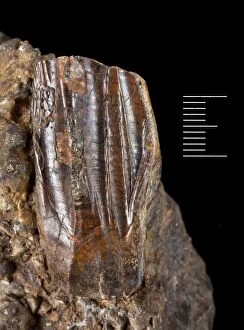 Dinosauria Collection: Iguanodon tooth