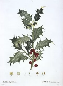 Ilex Gallery: Ilex aquifolium, common holly