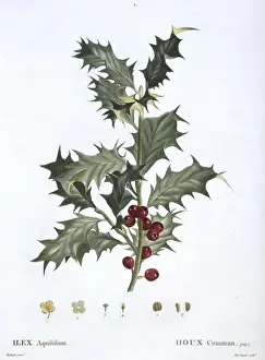 Evergreen Prints: Ilex aquifolium, common holly