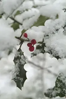 Ilex aquifolium, holly