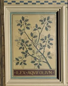 Ilex aquifolium, holly