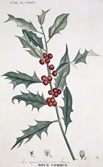 Evergreen Prints: Ilex aquifolium L. Houx commum, holly