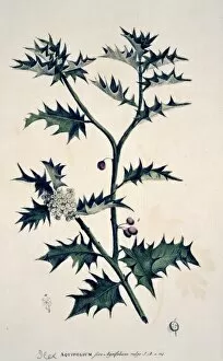 Ilex aquifolium XLVI, holly