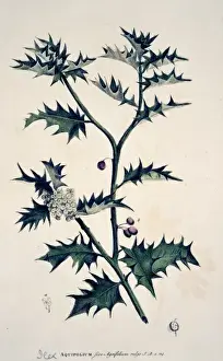 Evergreen Prints: Ilex aquifolium XLVI, holly