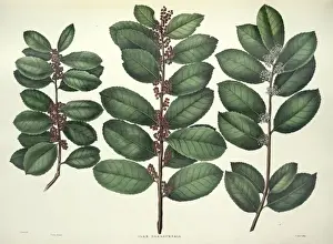 Camellieae Prints: Ilex paraguensis, yerba mate