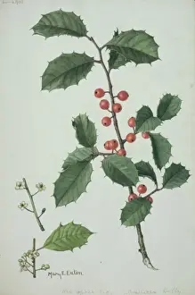 Ilex sp