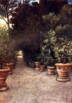 Tuscan Prints: The Ilex Walk, Villa dell Ombrellino San Domenico, Italy