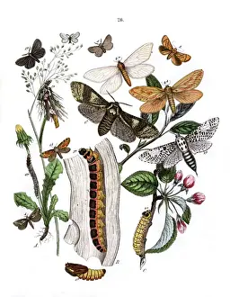 Dandelion Prints: Illus, Cossidae -- Cochliopodidae -- Hepialidae -- Psychidae