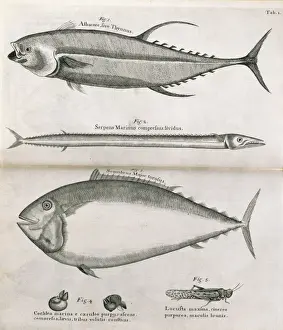 Sloane Prints: Illustrated pages