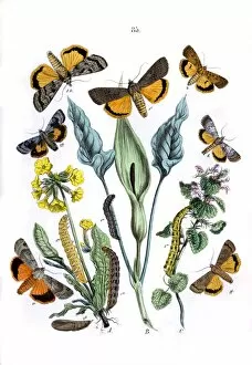 Primula Gallery: Illustration, Agrotidae