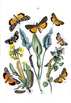 Agrotidae Gallery: Illustration, Agrotidae