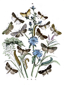 Agrotidae Gallery: Illustration, Agrotidae -- Hadenidae