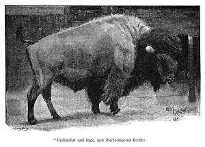 Illustration, American bison in a zoo