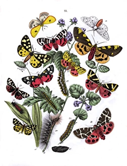 Arctia Gallery: Illustration, Arctiidae
