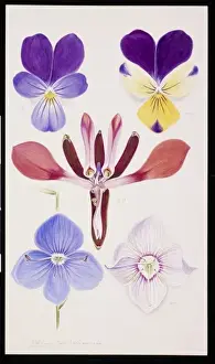 Arthur Harry Church Prints: Illustration by Arthur Church