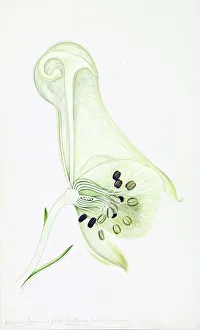 Arthur Harry Collection: Illustration by Arthur Harry Church (1865-1937)