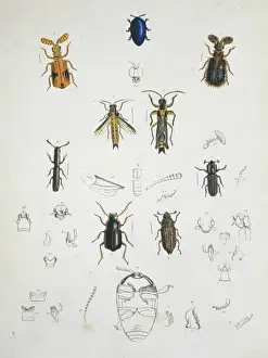 Illustration of beetles