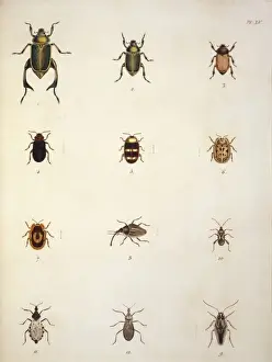 Illustration of beetles