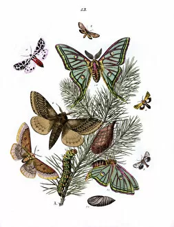 Saturnia Collection: Illustration, Bombyces
