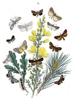Algae Gallery: Illustration, Bombycoidae -- Acronyctidae -- Orthosiidae