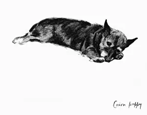 Cairn Prints: Illustration of a Cairn terrier puppy by Cecil Aldin
