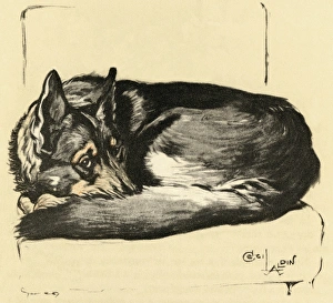 Alsatians Gallery: Illustration by Cecil Aldin, Alsatian curled up