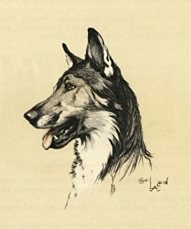 Alsatians Gallery: Illustration by Cecil Aldin, Alsatian head study