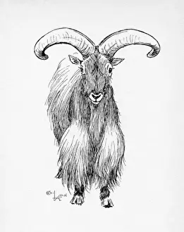 Hoof Prints: Illustration by Cecil Aldin, The Barbary Sheep