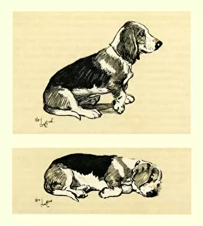 Stray Gallery: Illustration by Cecil Aldin, a basset hound