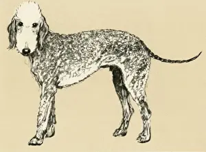 Terriers Prints: Illustration by Cecil Aldin, Bedlington terrier