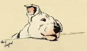 Illustration by Cecil Aldin, bull terrier head study