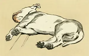 Illustration by Cecil Aldin, bull terrier lying down