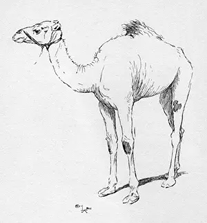 Hump Prints: Illustration by Cecil Aldin, The Camel