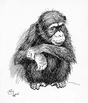 Chimps Prints: Illustration by Cecil Aldin, The Chimpanzee