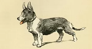 Corgis Gallery: Illustration by Cecil Aldin, a corgi dog