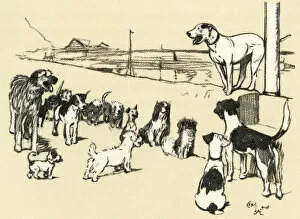 Illustration by Cecil Aldin, Cracker organising a dog show
