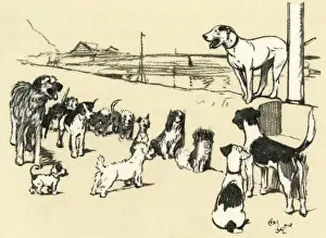 Weir Prints: Illustration by Cecil Aldin, Cracker organising a dog show