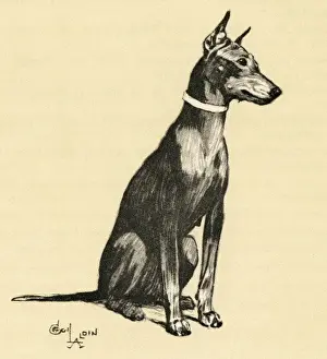 Illustration by Cecil Aldin, a Doberman pinscher